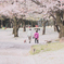 朝の散歩 ～桜路～