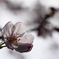 花一輪