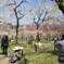 それぞれの桜