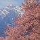 山高神代桜と甲斐駒ケ岳