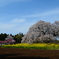 吉高の大桜