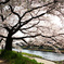 鴨川の桜の木