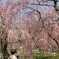 i-padの桜