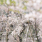 しだれ桜満開
