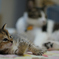 ねこ