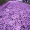 桜の花道