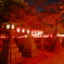 夜桜