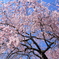 空から降る桜