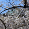桜の屋根