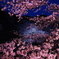 千鳥ヶ淵の桜　その１