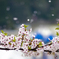 桜　舞い上がれ