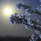 月光夜桜