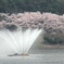 噴水の花