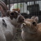 レッキス　ネザーランドドワーフ
