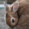 ネザーランドドワーフ