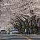 桜のトンネル