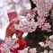 桜に夢中。