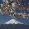 日本の春