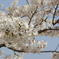 桜１