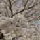 桜２