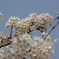 桜３