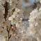 桜６