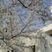 桜７