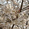 桜８