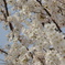 桜９