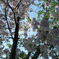 二つの桜に陽がさすとき