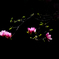 　　花あかり