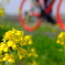 菜の花サイクリングロード