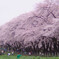 赤城山の千本桜2_1444