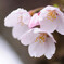 赤城山の千本桜2_1454