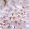 赤城山の千本桜2_1490