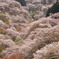 春