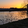 水鳥の居る夕景