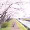 桜並木