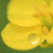 drop
