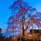 桜と東寺