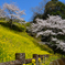 菜の花傾斜に咲く桜