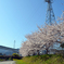 桜と鉄塔