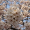 奈良県大和郡山市お城まつりの桜