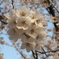 奈良県大和郡山市お城まつりの桜