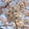 奈良県大和郡山市お城まつりの桜