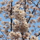 奈良県大和郡山市お城まつりの桜