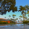 hawai 朝