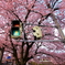 春仕様信号機　～青色より桜色でSTOP!!～