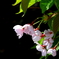 光る葉桜