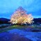 尾所（おそ）の山桜 